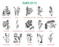 Vector hand drawn plants set