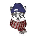 Vector hand drawn portrait of cozy winter dog. Welsh corgi wearing knitted scarf, beanine andhipster glasses.