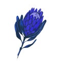 Vector hand-drawn Protea blue flower illustration. Large King African flower for decorating invitations, wedding cards, design for