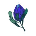 Vector hand-drawn Protea blue flower illustration. One bud King African flower for decorating invitations, wedding cards, design