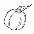 Vector hand drawn pumpkin outline doodle icon. Food sketch illustration for print, web, mobile and infographics isolated on white Royalty Free Stock Photo