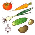 vector hand drawn realistic farm vegetables set isolated on white background. Tomato, carrot, cucumber, potato. colorful veggies Royalty Free Stock Photo