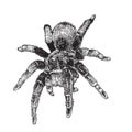 Tarantula Spider Drawing