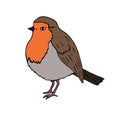 Vector hand drawn robin redbreast bird