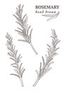 Vector hand drawn rosemary. Black and white set of rosemary branches isolated on white background