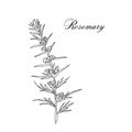 Vector hand-drawn rosemary plant isolated on white background Royalty Free Stock Photo