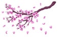 Vector hand drawn sakura blossom branch with flowers and falling petals isolated on white background. Stock illustration. Japanese Royalty Free Stock Photo