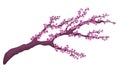 Vector hand drawn sakura blossom branch with flowers isolated on white background. Stock illustration. Japanese romatic symbol - s Royalty Free Stock Photo