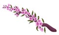 Vector hand drawn sakura blossom branch with flowers and leaves isolated on white background. Stock illustration. Japanese romatic Royalty Free Stock Photo
