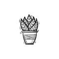 Sansevieria trifasciata hand drawn sketch icon.