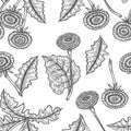 Vector hand drawn seamless background with coltsfoot