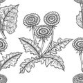 Vector hand drawn seamless background with coltsfoot