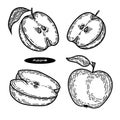 Set of apples and half of apples in the engraving style isolated on white.