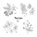 Vector hand drawn set of berries. Bluberry, raspberry, cranberry, wild strawberry. Engraved style vector illustration Royalty Free Stock Photo