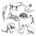 Vector hand-drawn set of Brazilian animals in the style of engraving. A collection of biological sketches, isolated on white