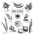 Vector hand drawn set with culinary herbs and