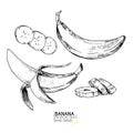 Vector hand drawn set of exotic fruits. Ioslated banana. Engraved art. Delicicous tropical vegetarian objects. Royalty Free Stock Photo