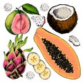 Vector hand drawn set of exotic fruits. Isolated papaya, pitaya, banana, guava, coconut. Engraved colored art. Delicious tropical