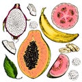 Vector hand drawn set of exotic fruits. Isolated papaya, pitaya, banana, guava, coconut. Engraved colored art. Delicious tropical