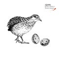 Vector hand drawn set of farm animals. Isolated quail bird and eggs. Engraved art. Organic sketched farming birds.