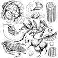 Vector hand drawn set of farm vegetables. Isolated cabbage, pumpkin, corn, olives, zucchini, radish. Engraved art.