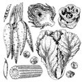 Vector hand drawn set of farm vegetables. Isolated carrot, peas, corn, artichoke, cabbage, bell pepper. Engraved art.