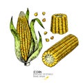 Vector hand drawn set of farm vegetables. Isolated corn cob. Engraved colored art. Organic sketched vegetarian objects Royalty Free Stock Photo