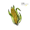 Vector hand drawn set of farm vegetables. Isolated corn cob. Engraved colored art. Royalty Free Stock Photo