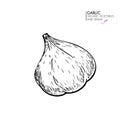 Vector hand drawn set of farm vegetables. Isolated garlic. Engraved art. Organic sketched vegetarian objects.