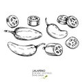 Vector hand drawn set of farm vegetables. Isolated hot chilli jalapeno pepper. Engraved art. Organic sketched vegetarian objects. Royalty Free Stock Photo
