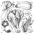 Vector hand drawn set of farm vegetables. Isolated leek. zucchini, chinese cabbage, corn, tomato, garlic. Engraved art.