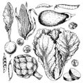 Vector hand drawn set of farm vegetables. Isolated radish, artichoke, cabbage, eggplant, corn, brussel sprout. Engraved