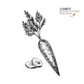 Vector hand drawn set of farm vegetables. Isolated sliced and whole carrot. Engraved art. Organic sketched vegetarian