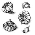 Vector hand drawn set of garlic with cloves. Spices sketch illustration isolated on white background Royalty Free Stock Photo