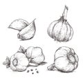 Vector hand drawn set of garlic.