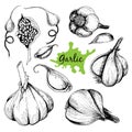 Vector hand drawn set of garlic.