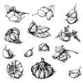 Vector hand drawn set of garlic with parsley and laurel leaf. Spices sketch illustration isolated on white background Royalty Free Stock Photo