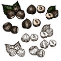 Vector hand drawn set of hazelnuts in vintage style