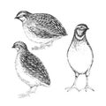 Vector hand-drawn set of illustrations of quails isolated on a white background. A sketch of a wild bird in the style of an Royalty Free Stock Photo
