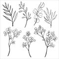 Vector hand drawn set of various silhouette branches with leaves and gypsophila branch on the white background. Floral Royalty Free Stock Photo