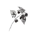 Raspberry