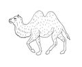 Vector hand drawn sketch bactrian two humped camel Royalty Free Stock Photo