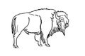 Vector hand drawn sketch of bison on white ,graphical illustration. Bull