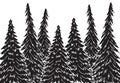 Vector hand drawn sketch black spruce forest