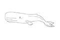 Vector hand drawn sketch cachalot sperm whale