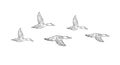 Vector hand drawn sketch flock of flying duck Royalty Free Stock Photo