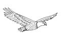 Vector hand drawn sketch flying American eagle Royalty Free Stock Photo