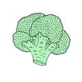 Vector hand drawn sketch green broccoli Royalty Free Stock Photo
