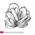 Vector hand drawn sketch of Kalanchoe thyrsiflora or Paddle plant succulent in black isolated on white background.