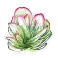 Vector hand drawn sketch of Kalanchoe thyrsiflora or Paddle plant succulent in pastel green and red isolated on white background.